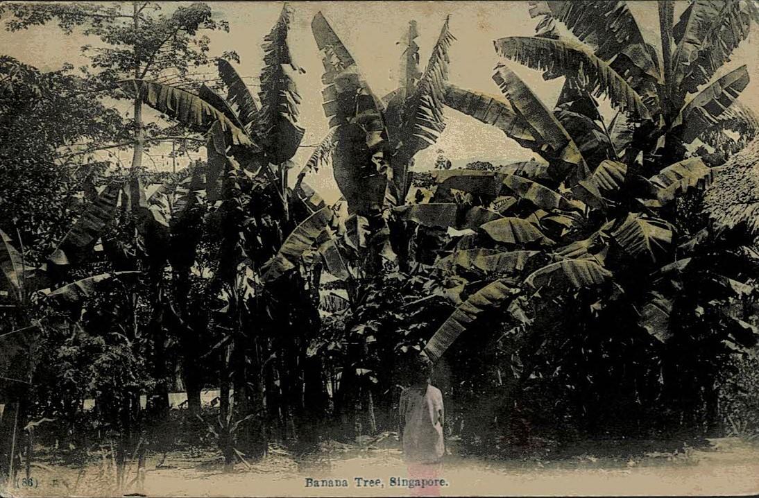 Malaya