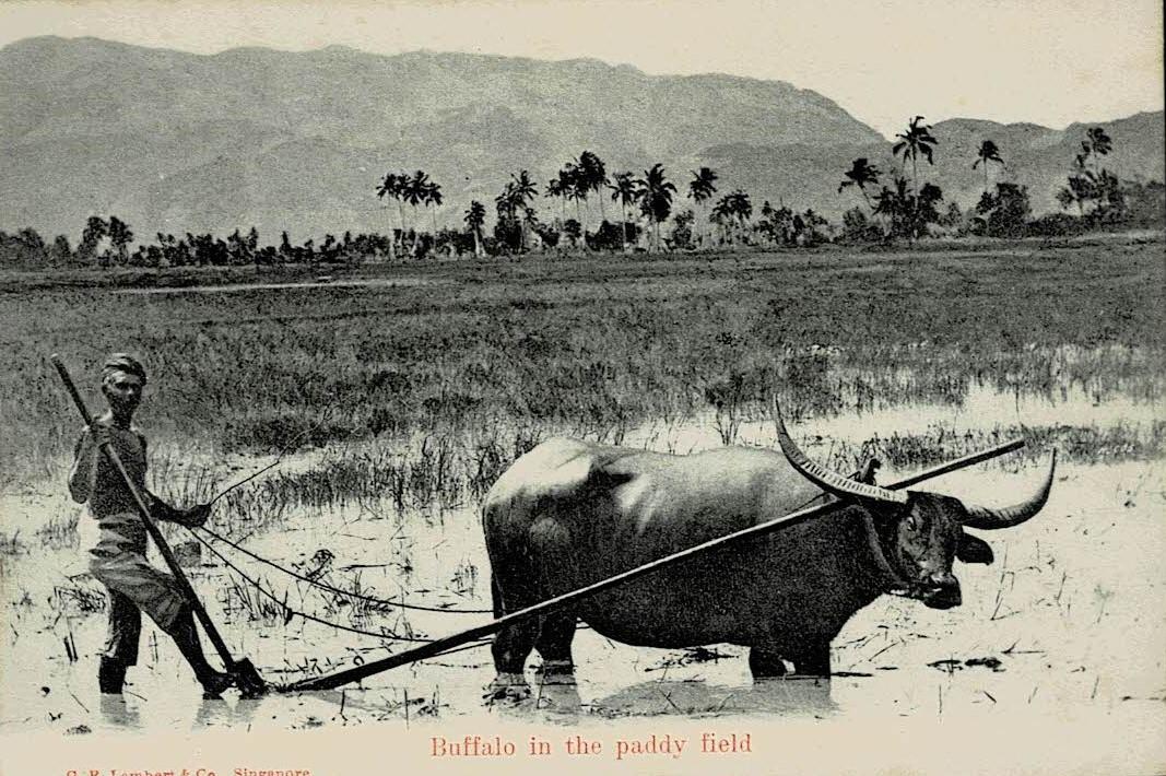 Malaya