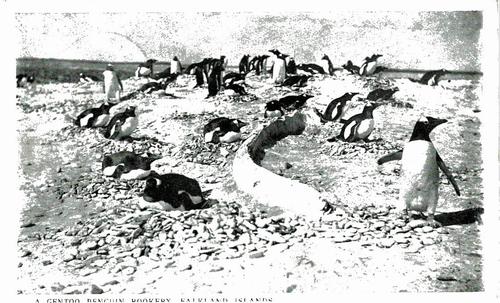 Falkland Islands