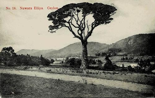 Malaya
