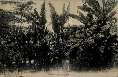 Malaya