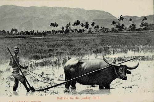 Malaya
